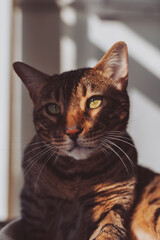 Bengal Cat laying on cat tree inside home with sun rays on muzzle face. portrait of kitty kitten relaxing pretty cute face, natural light, shadows. Stand partly in shadow. Sunlight on wall.