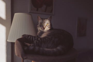 The tabby cat lies on the cat tree in the sun. tabby cat inside home with sun rays on muzzle face....