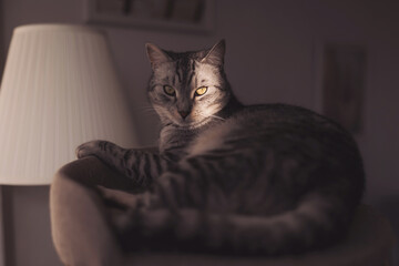 The tabby cat lies on the cat tree in the sun. tabby cat inside home with sun rays on muzzle face. portrait of kitty kitten relaxing pretty cute face, natural light, shadows. mysterious look.