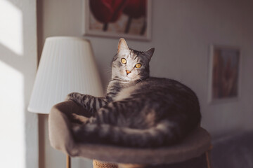 The tabby cat lies on the cat tree in the sun. tabby cat inside home with sun rays on muzzle face. portrait of kitty kitten relaxing pretty cute face, natural light, shadows. mysterious look.