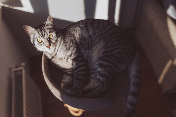 The tabby cat lies on the cat tree in the sun. tabby cat inside home with sun rays on muzzle face. portrait of kitty kitten relaxing pretty cute face, natural light, shadows. mysterious look.