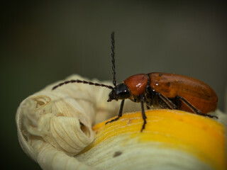 A striking close-up of a red beetle exploring the intricate folds of a yellow flower, capturing the vibrant interplay of colors and textures in the natural world