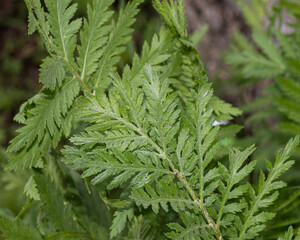 Close-up of a tanacetum (commonly known as arquebuse) leaf, displaying its vivid green surface and complex venation, emblematic of its utility in traditional herbal medicine