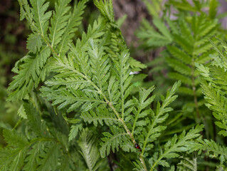 Detailed capture of an arquebuse leaf, its rich green texture and intricate vein patterns highlight its natural beauty and complexity