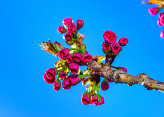 Unopened buds of pink flowers of the sakura (wild cherry) tree against the blue sky in the garden,...