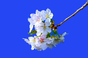White and pink flowers of the sakura (wild cherry) tree against the blue sky in the garden, Ukraine