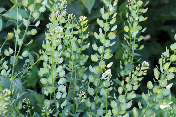 Thlaspi arvense grows in nature