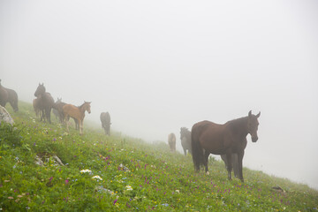 Horses graze in the fog in the mountains.