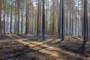 Spruce forest after a forest fire. Burnt tree trunks, faint smoke.
