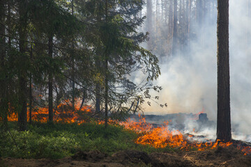 Forest fire. The forest floor is burning. Flames, smoke and burnt trees.