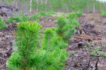 Young pine trees planted by man.