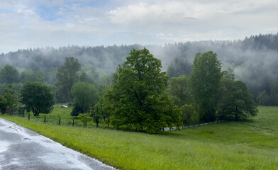 morning in the forest with fog and rain, Vogtland Saxony Germany