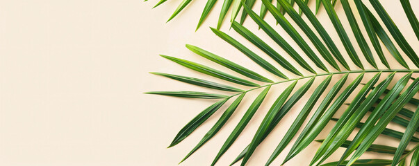 Tropical palm leaf on pastel background