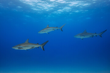 Sharks Underwater