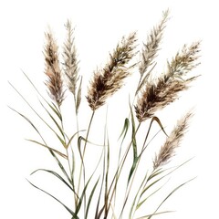 Ultra realistic watercolor style illustration of grasses, high detailed, close up, isolated on white