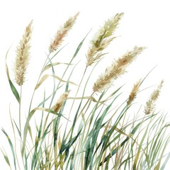 Ultra realistic watercolor style illustration of grasses, high detailed, close up, isolated on white
