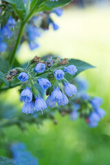 Bluebells Symphytum officinale. Perennial herbaceous medicinal plant