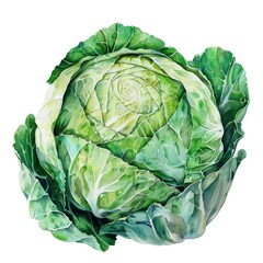 Obraz premium Ultra realistic watercolor style illustration of beautiful fresh tasty cabbage, high detailed, close up, isolated on white