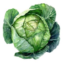 Obraz premium Ultra realistic watercolor style illustration of beautiful fresh tasty cabbage, high detailed, close up, isolated on white