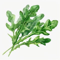 Ultra realistic watercolor style illustration of beautiful fresh tasty arugula, high detailed, close up, isolated on white