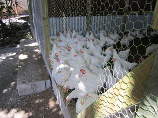 White plumage hens in a chicken coop on a Caribbean island © Celeste
