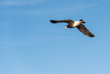 Seagull, Olrog's Gull, Larus Atlanticus, flying over the sea