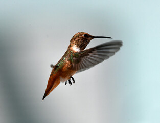 Green Brown Hummingbird In Flight Wings