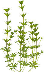 Side view of Hedge Bedstraw plant