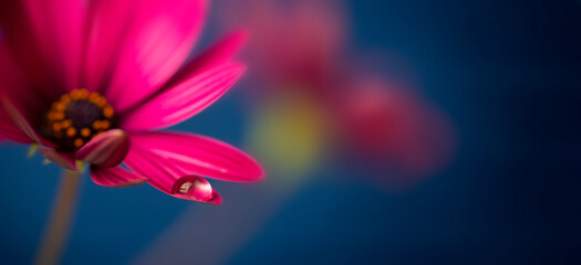 flower with dew dop - beautiful macro photography with abstract bokeh background