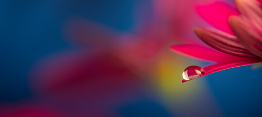 flower with dew dop - beautiful macro photography with abstract bokeh background