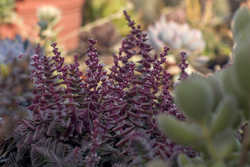 Succulent Crassula capitella thunb in bloom