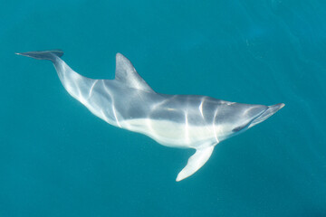 Le dauphin