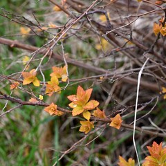 A decorative bush with orange-yellow leaves in early spring