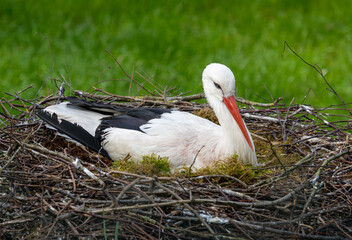 Photograph of a stork in its nest