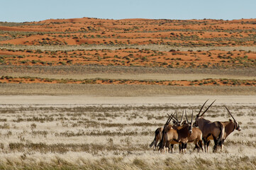 Africa, Namibia, Wildlife