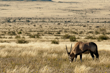 Obraz premium Africa, Namibia, Wildlife