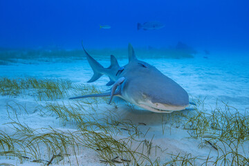 Fototapeta premium Sharks Underwater