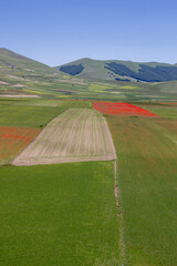 Fototapeta premium summer flowering in Castelluccio di Norcia 
