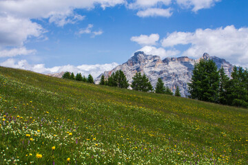 flowers in alpine meadow of alto adige