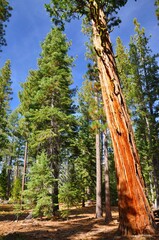 Incense Cedar along Lake Tahoe, CA