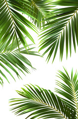 Fototapeta premium Close-up image of a palm leaves isolated on a light background