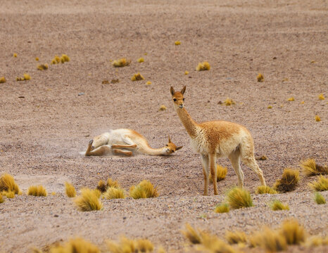 Vikunja playing in the desert, close to San Pedro de Atacama