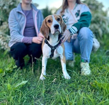 Portrait of a bigle dog on a walk against the background of the silhouette of teenage girls sitting on green grass at sunset in spring