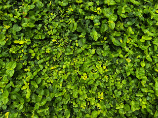 green leaves texture and abstract background
