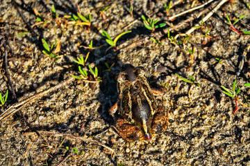 Batrachology. Common spadefoot (Pelobates vespertinus Pallas) ammocolous amphibian. View from...