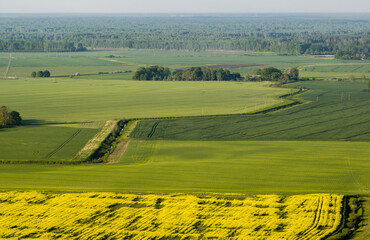 Obraz premium Rapeseed fields in the countryside of Zemgale, Latvian nature. 