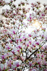 Stunning pink magnolia tree in full blossom under a clear blue sky, a symbol of springtime beauty