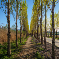 A ground path flanked by tall, green trees under a clear blue sky, with another pathway running parallel. An ideal spring day in the countryside.