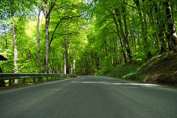 Obraz premium A paved road winds through a lush green forest with vibrant foliage and sunlight filtering through the trees, ground-level shot.
