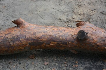 Pine bough thrown out of the water onto the beaches